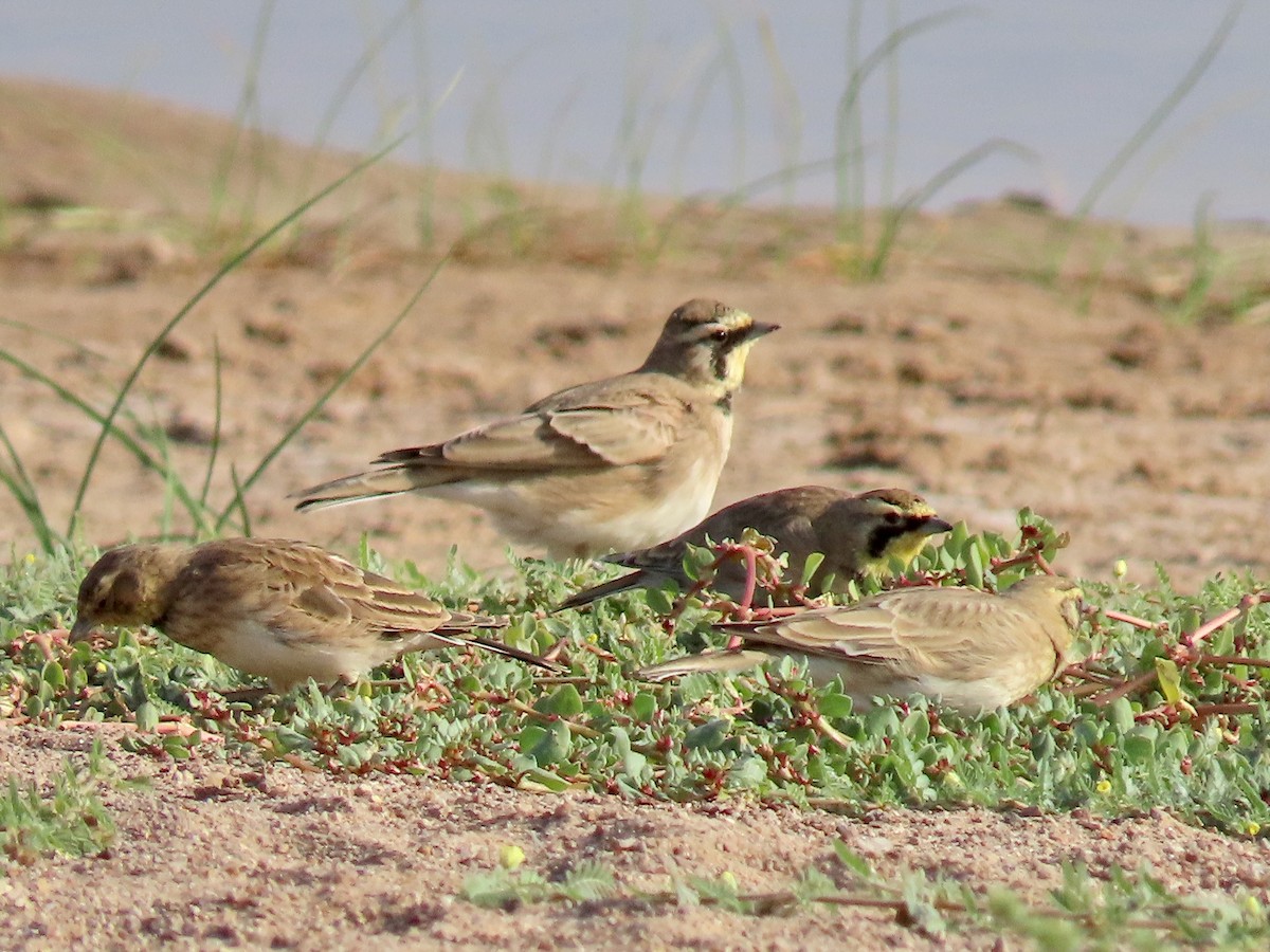 Horned Lark - ML623603399