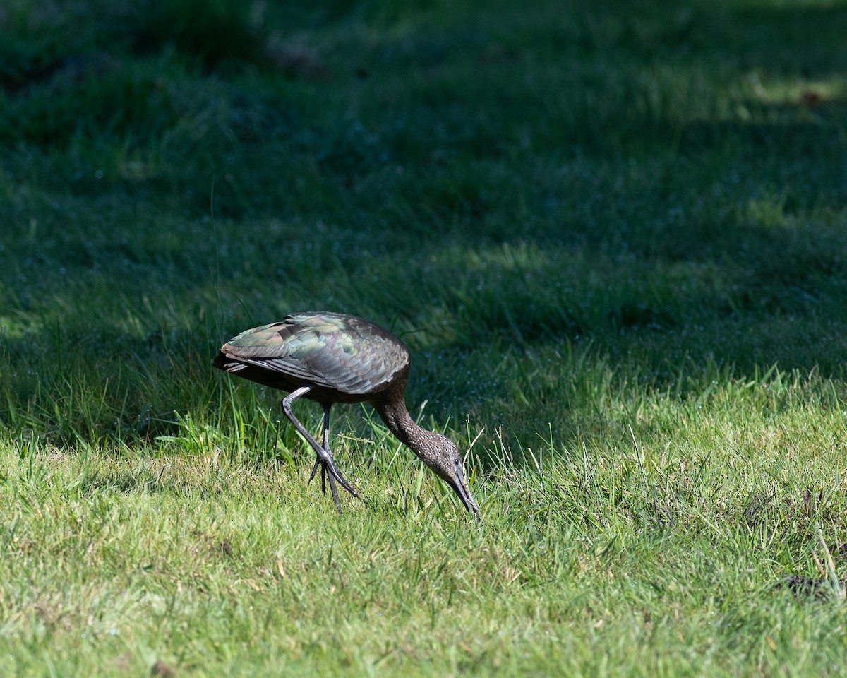 Glossy Ibis - ML623603400