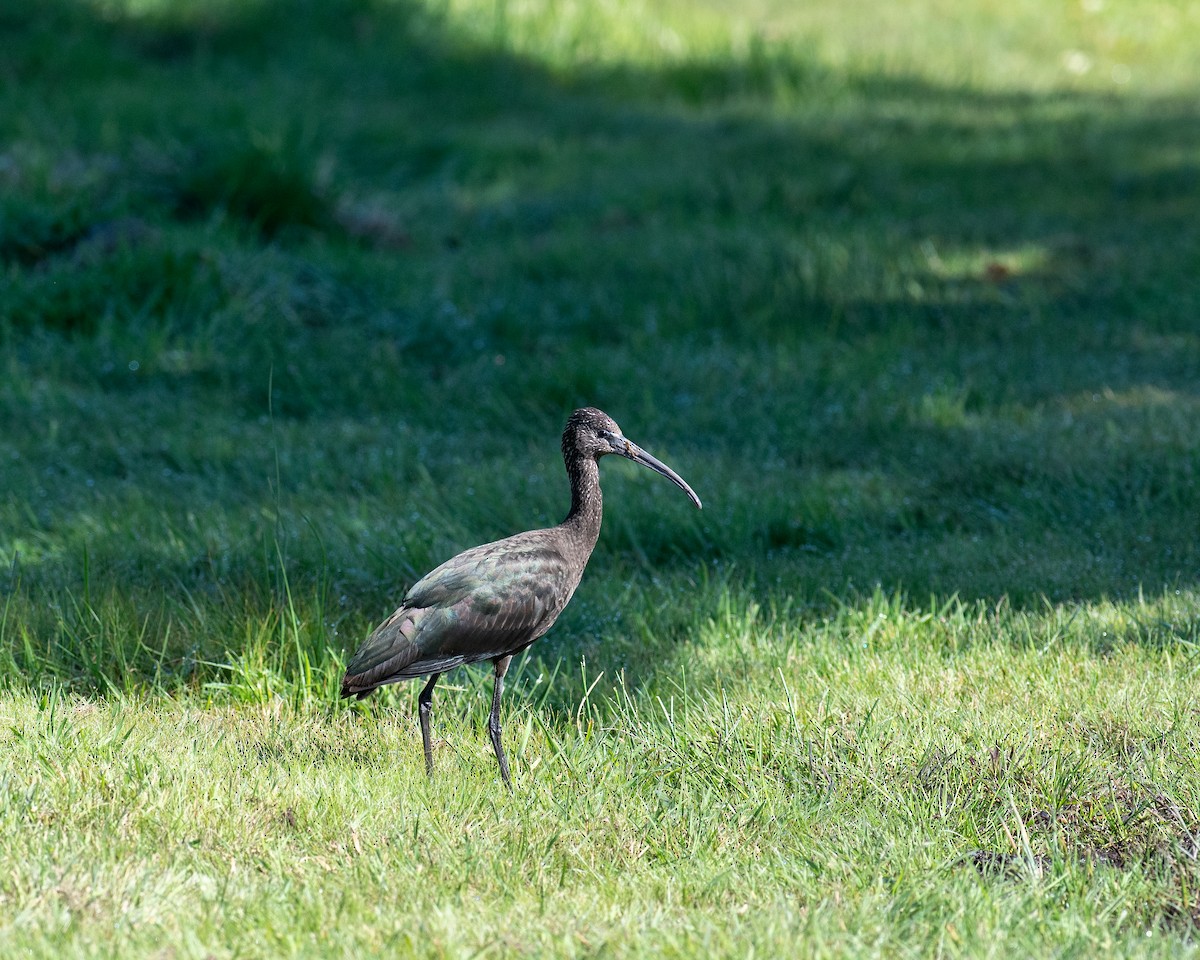 Glossy Ibis - ML623603402