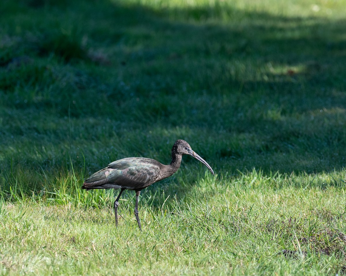 Glossy Ibis - ML623603403