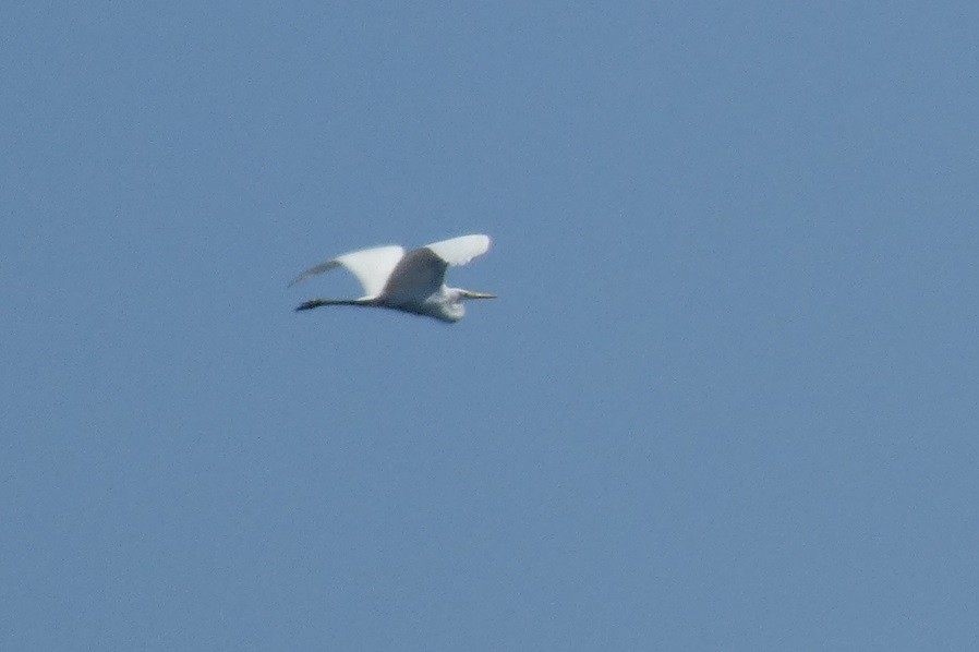 Great Egret - ML623603406