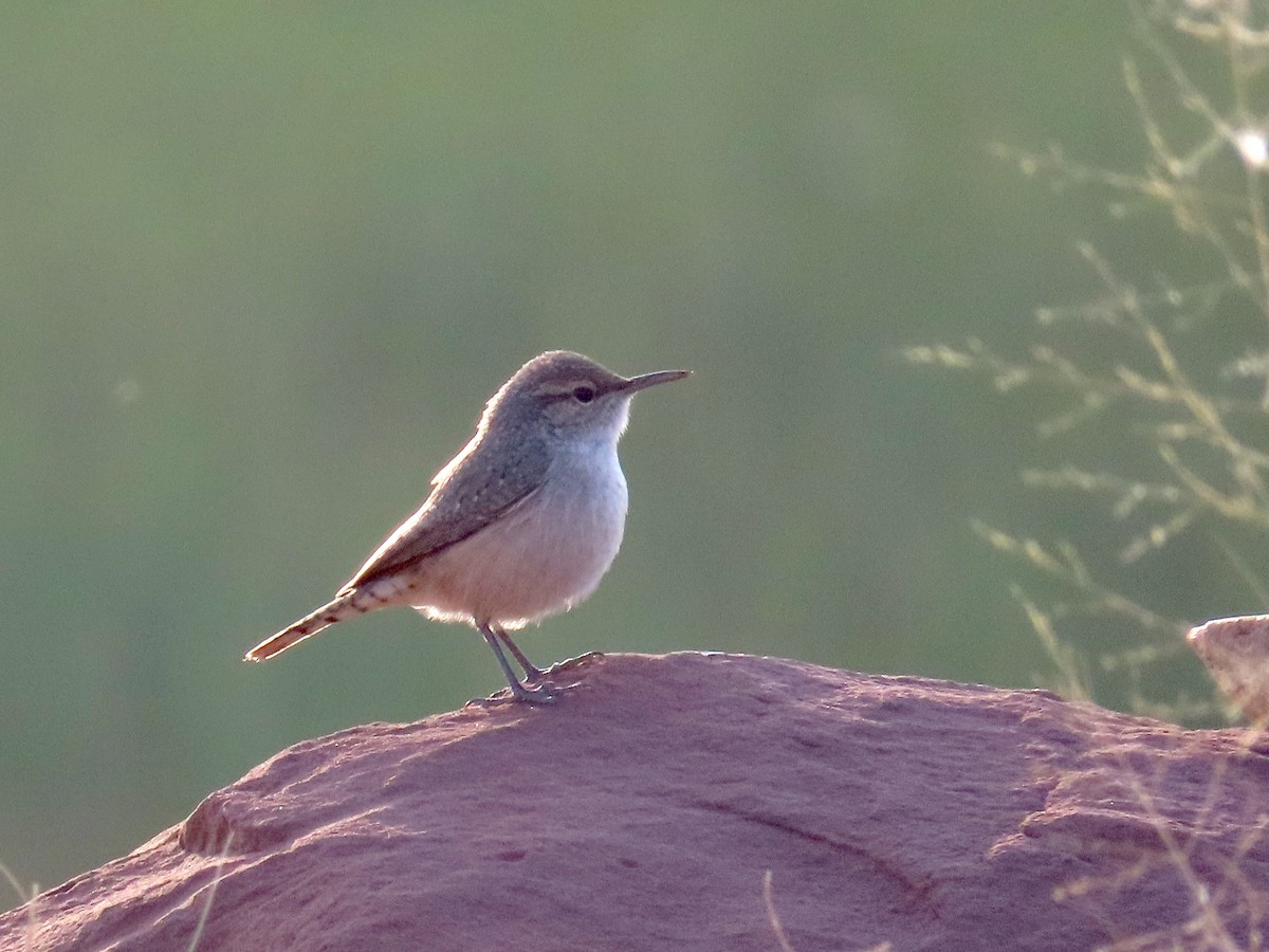 Rock Wren - ML623603409