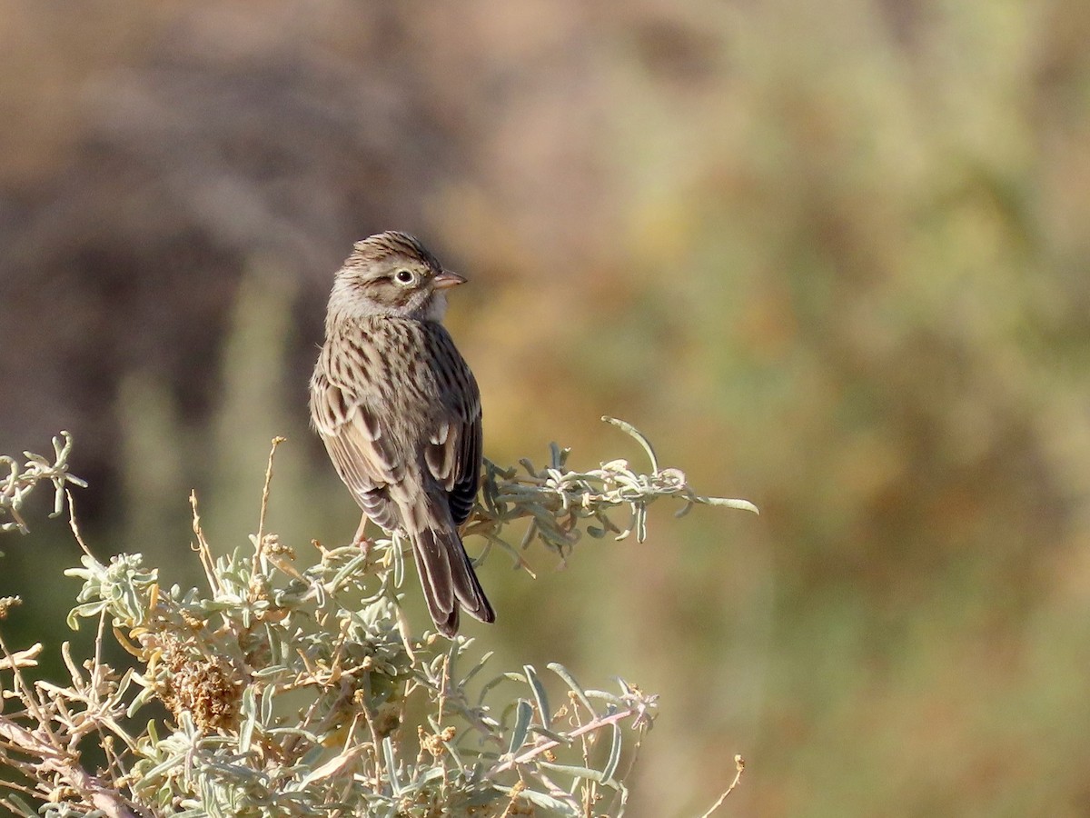 Brewer's Sparrow - ML623603418