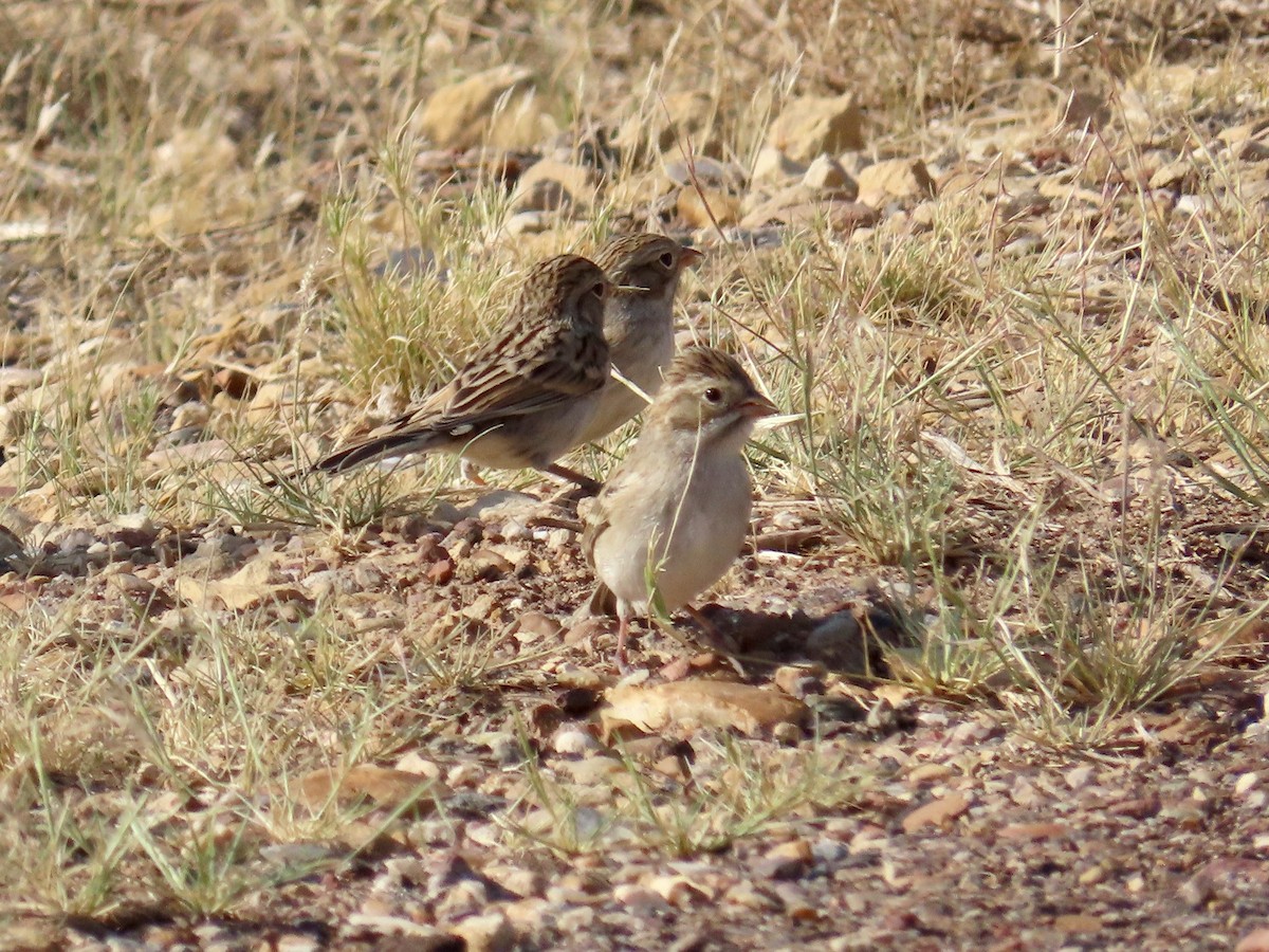 Brewer's Sparrow - ML623603424