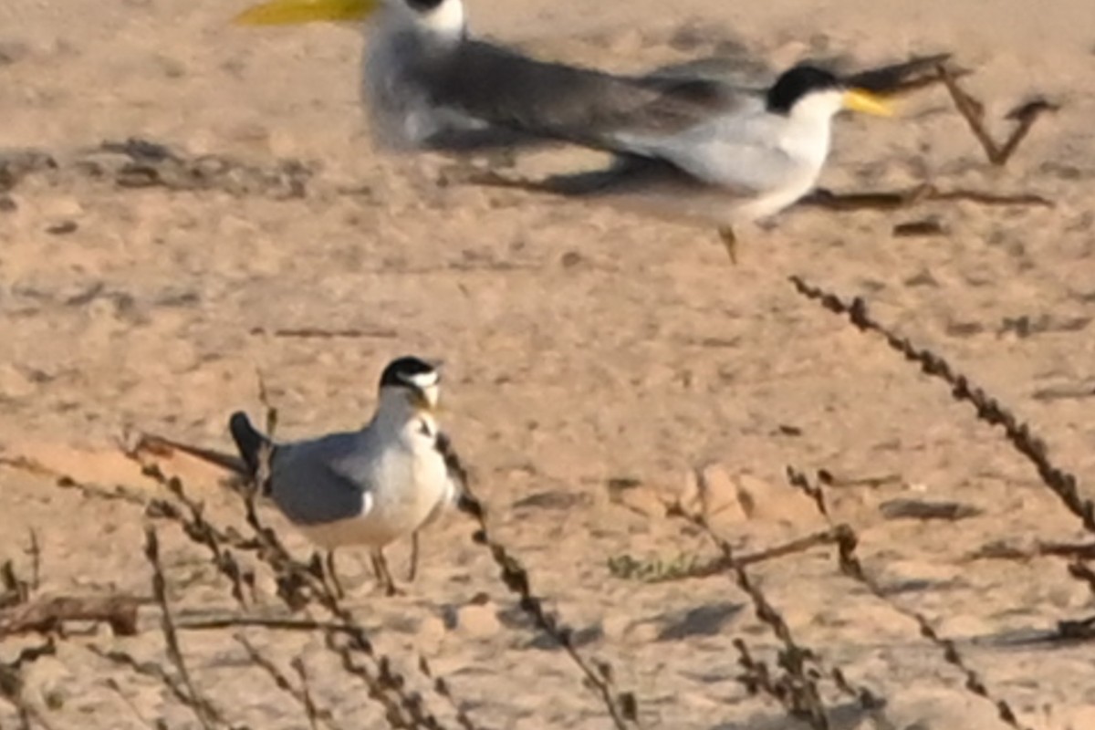 Yellow-billed Tern - ML623603430