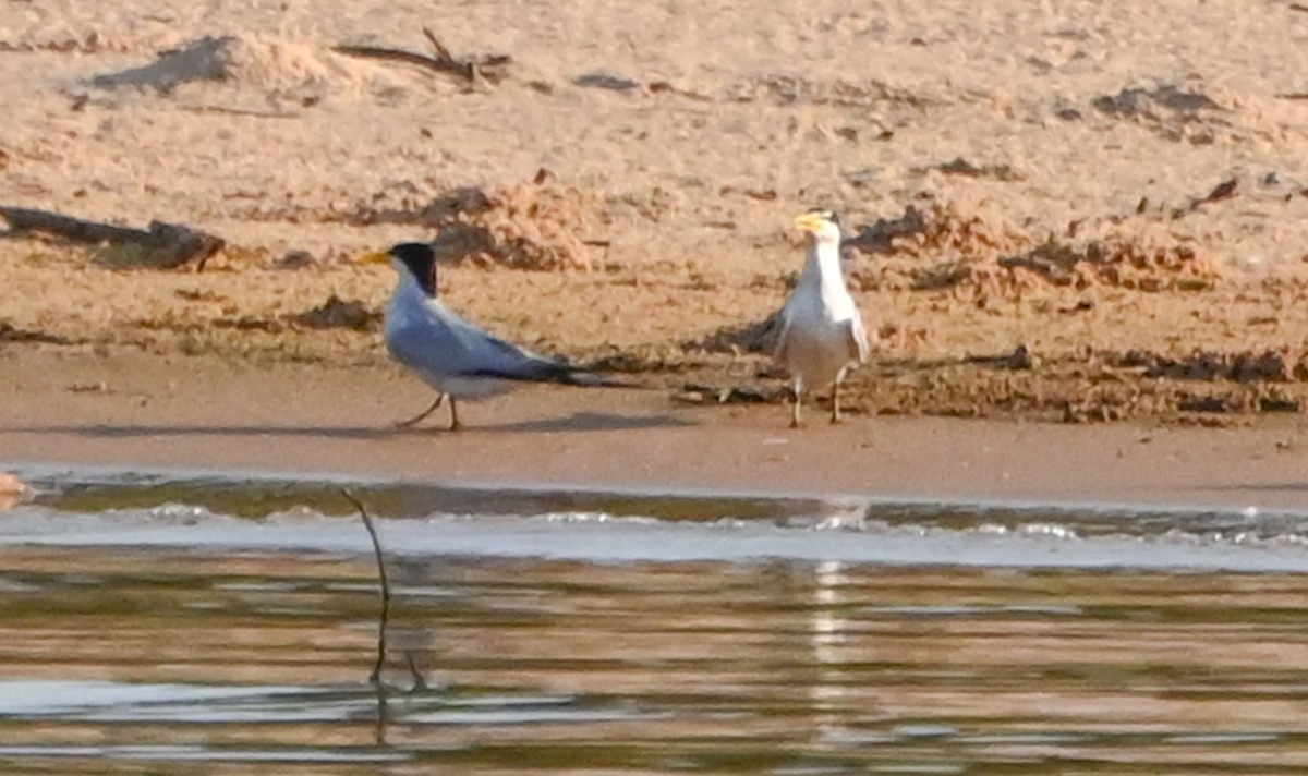 Yellow-billed Tern - Dave Griswold