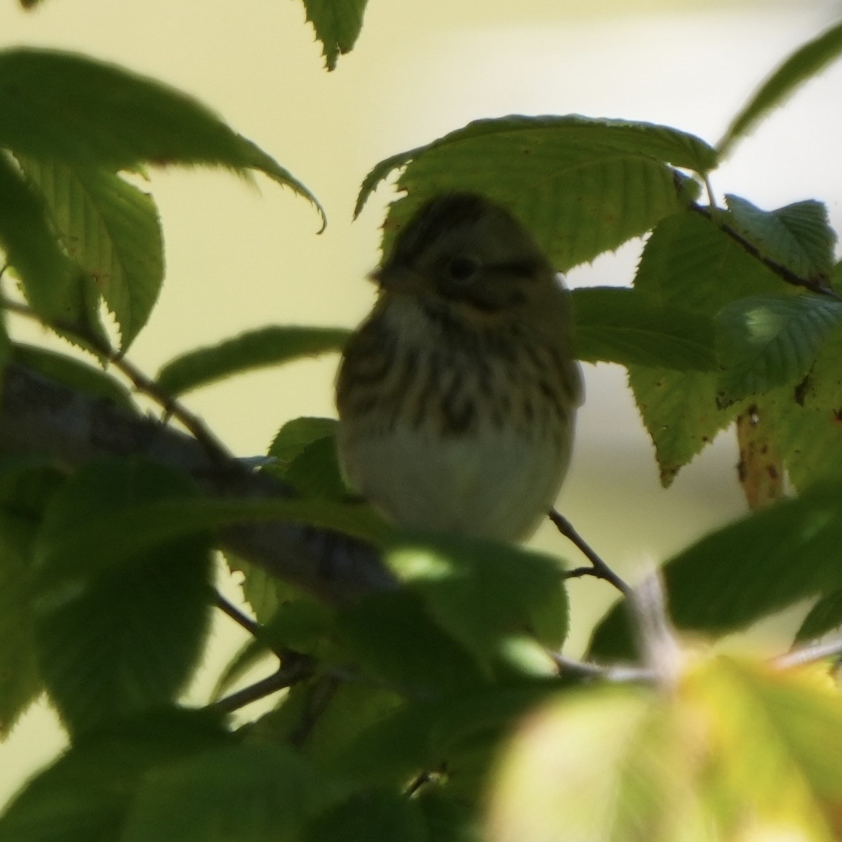 Lincoln's Sparrow - ML623603440