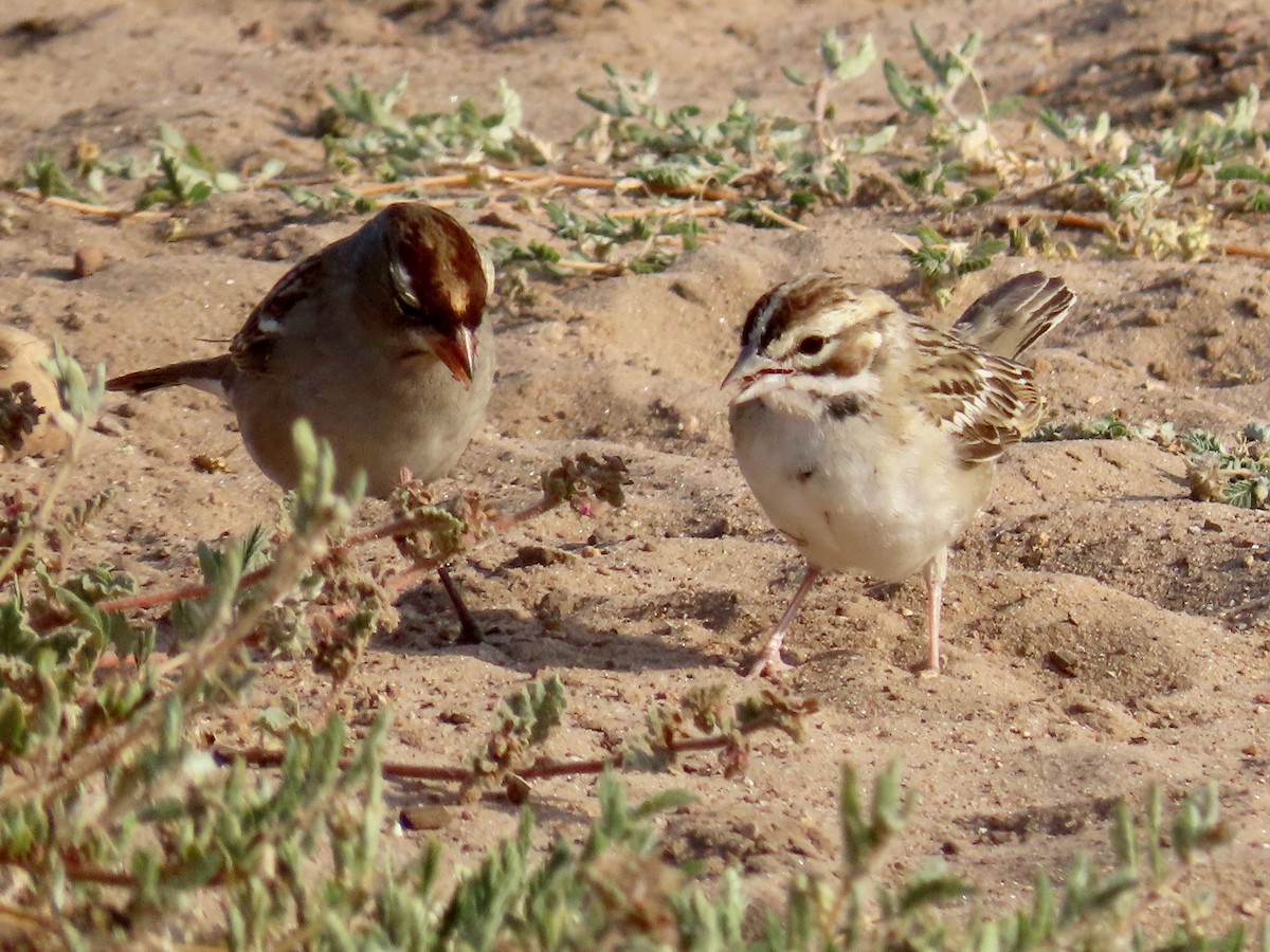 Lark Sparrow - ML623603444