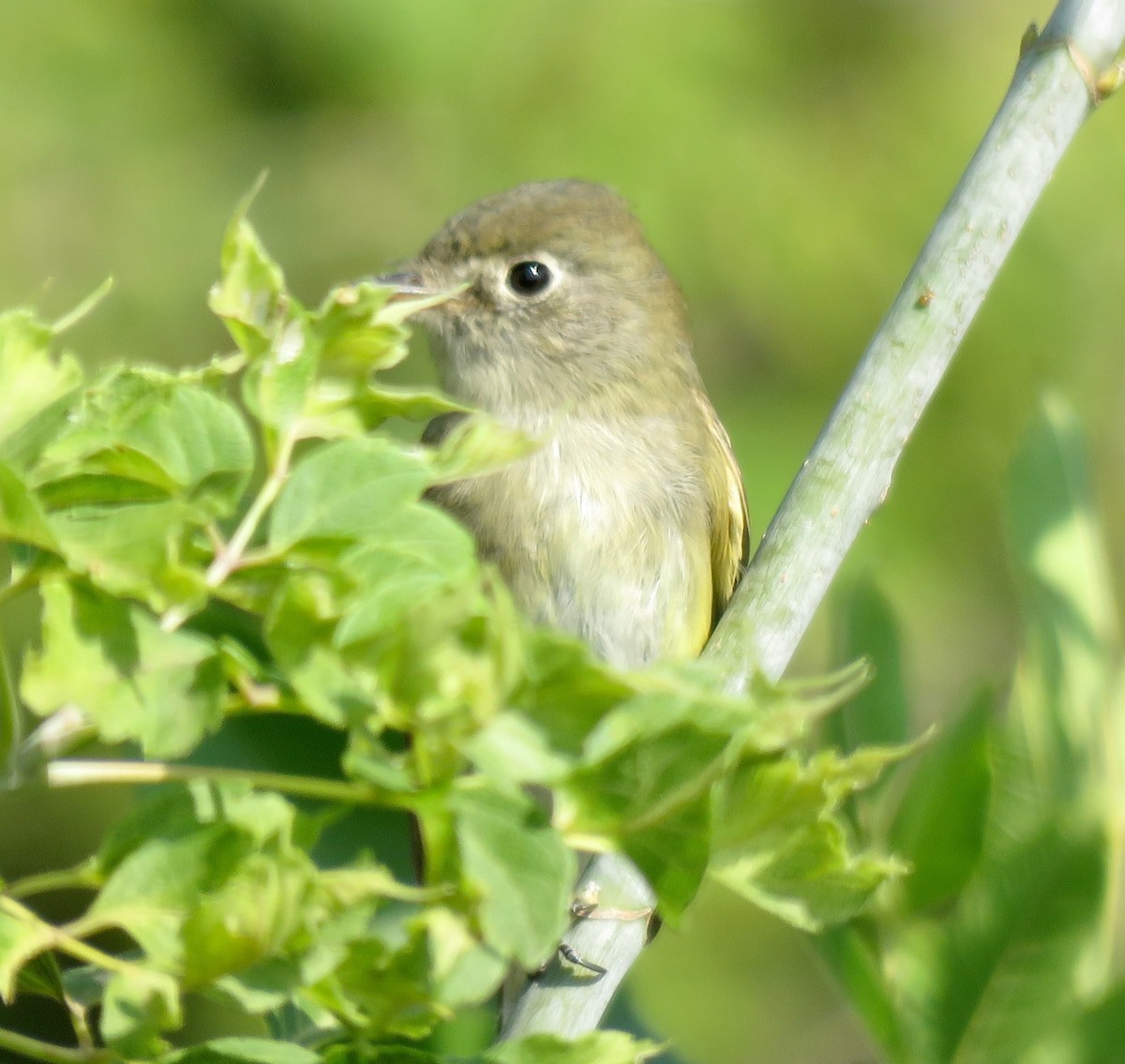 Least Flycatcher - ML623603467