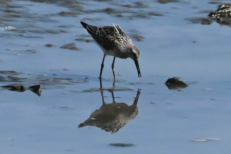 Stilt Sandpiper - ML623603543