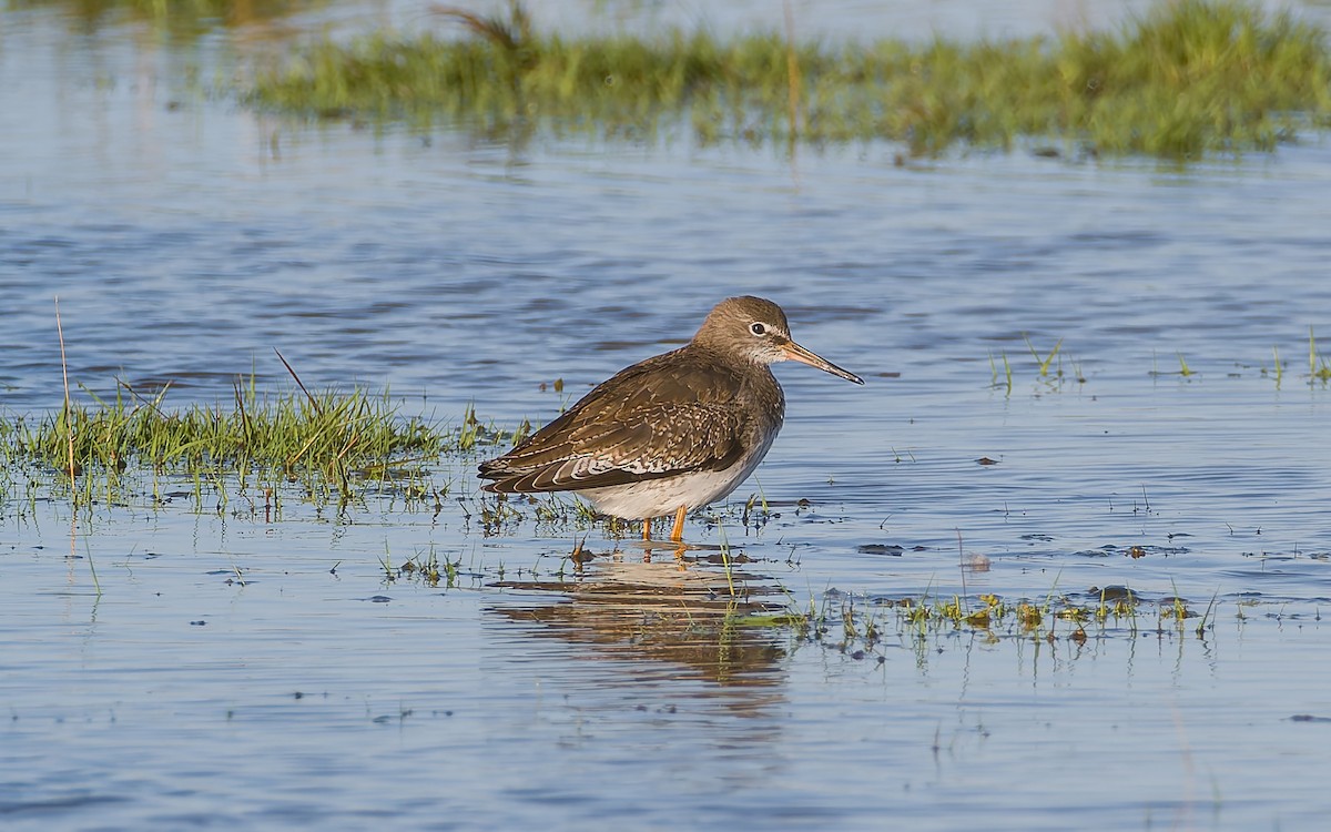 Common Redshank - ML623603547