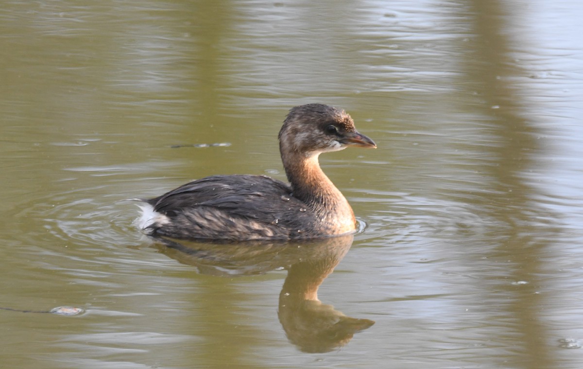 Pied-billed Grebe - ML623603567