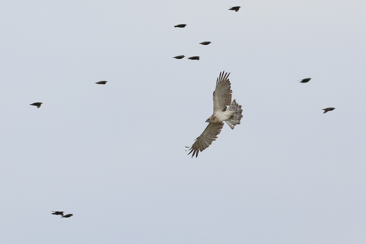 Short-toed Snake-Eagle - ML623603593