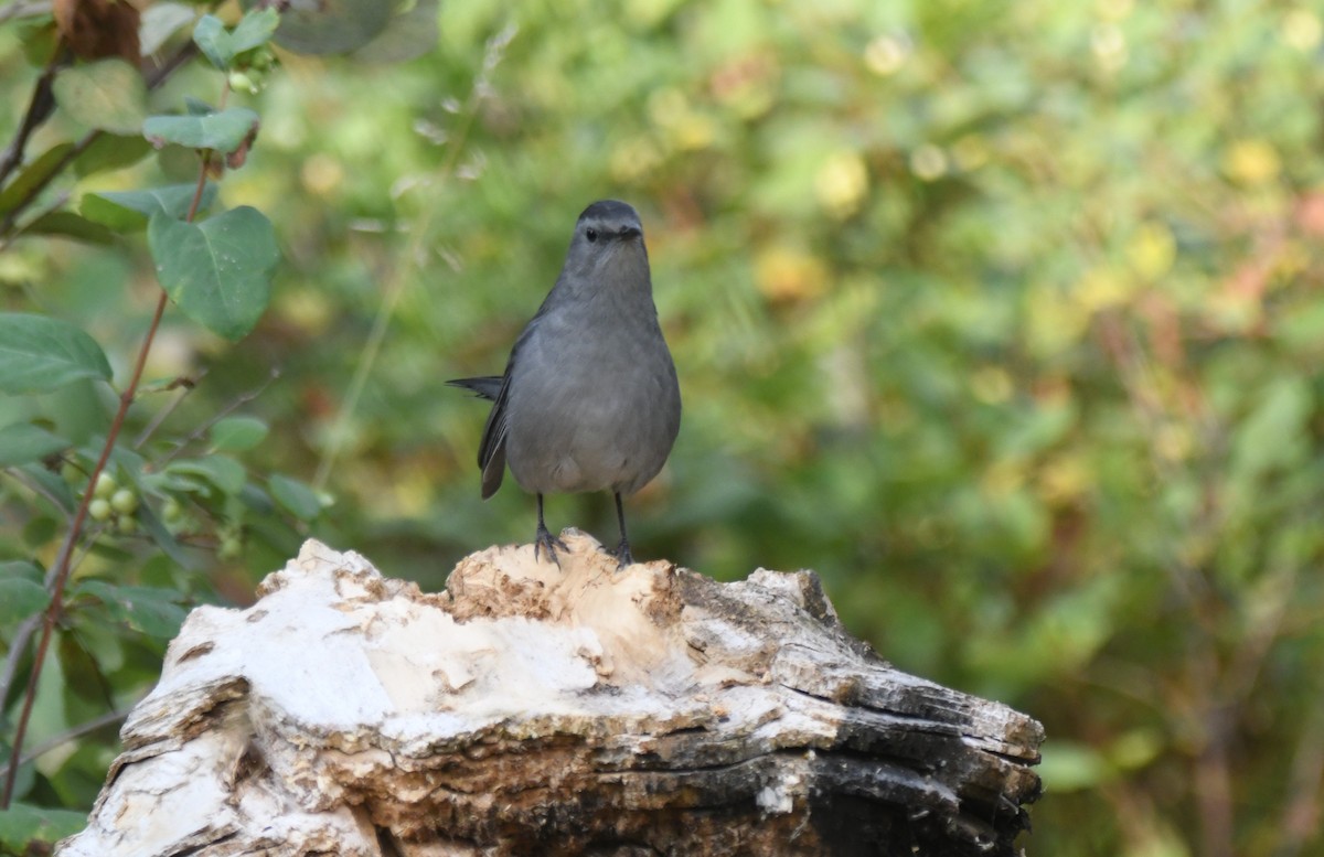 Gray Catbird - Doug Maxwell