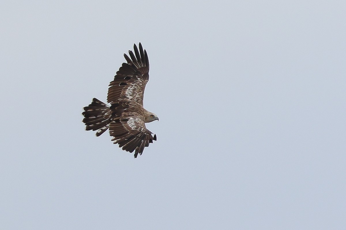 Short-toed Snake-Eagle - ML623603599