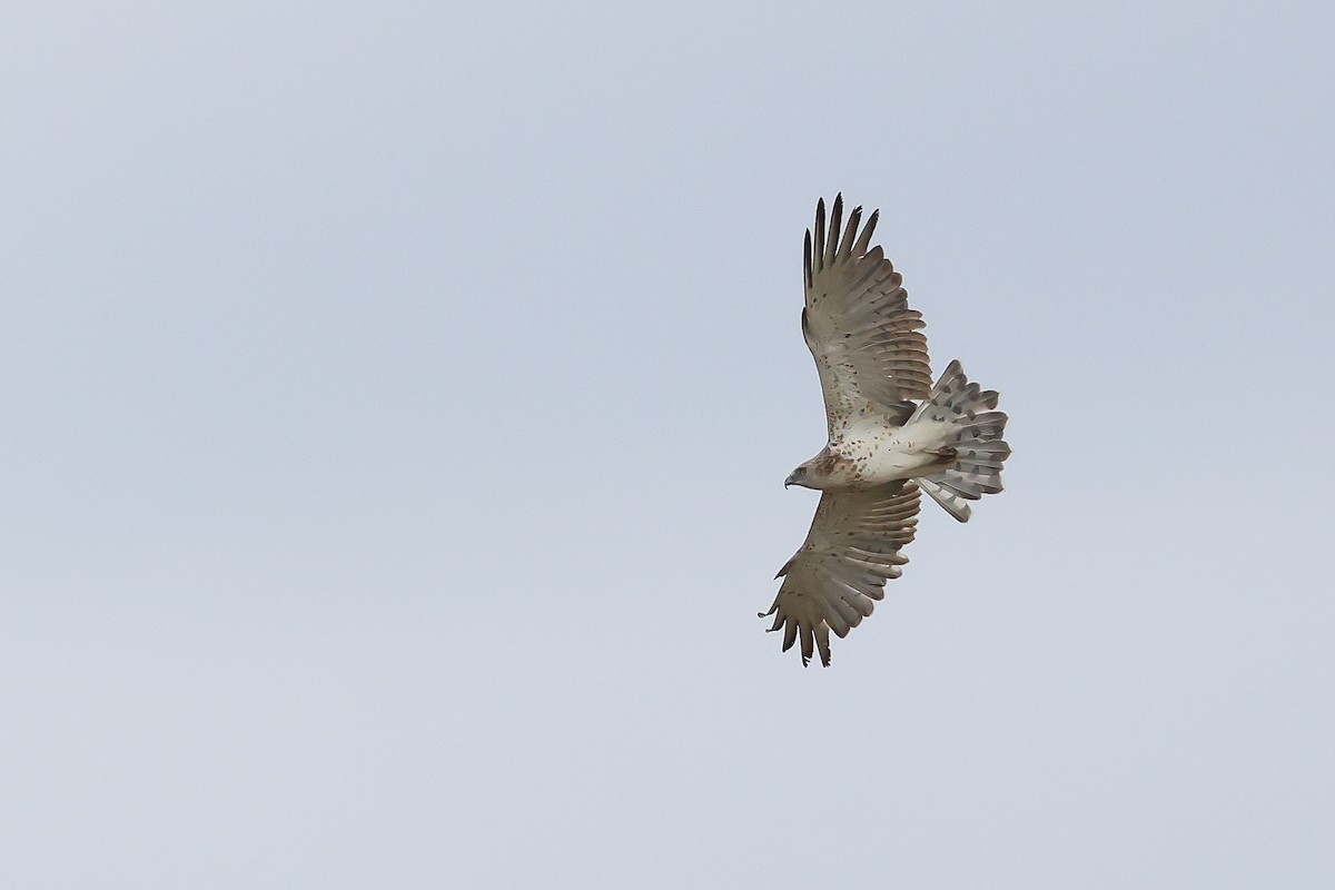 Short-toed Snake-Eagle - ML623603600