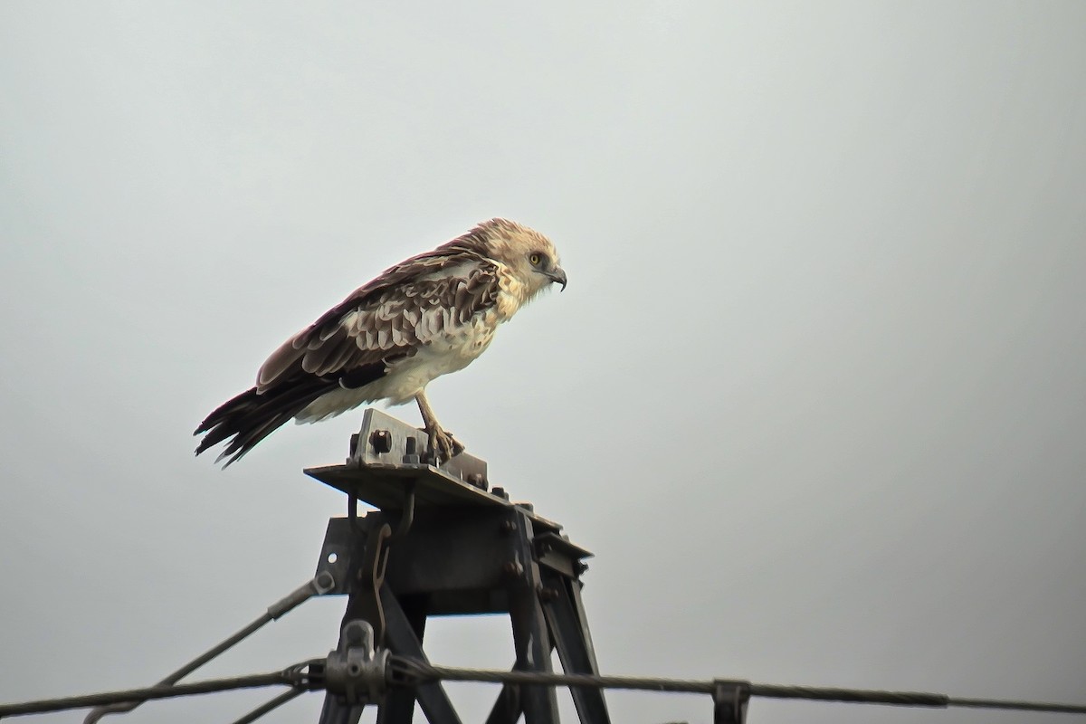 Short-toed Snake-Eagle - ML623603604