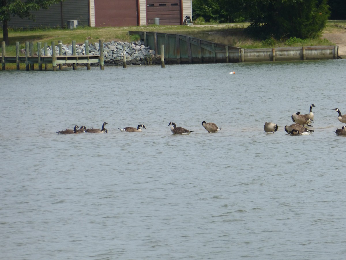 Canada Goose - Linda Chancellor