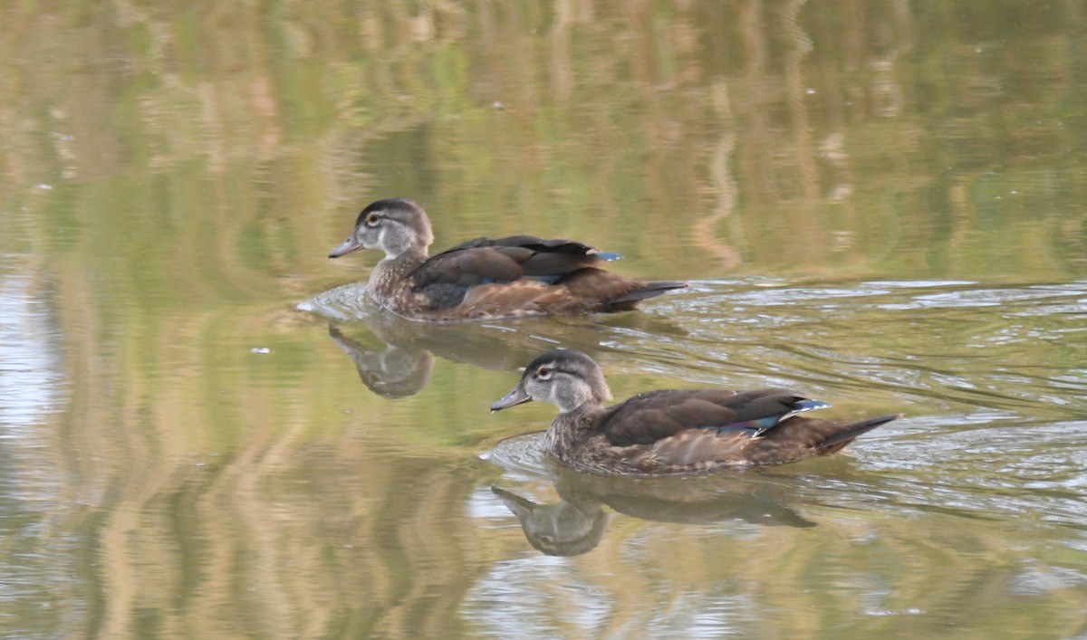 Wood Duck - ML623603614