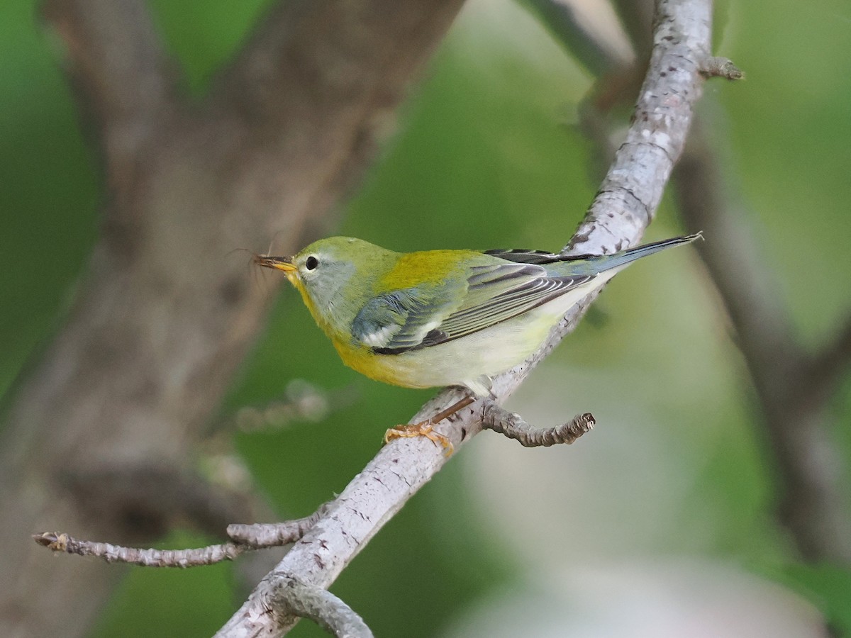 Northern Parula - ML623603621