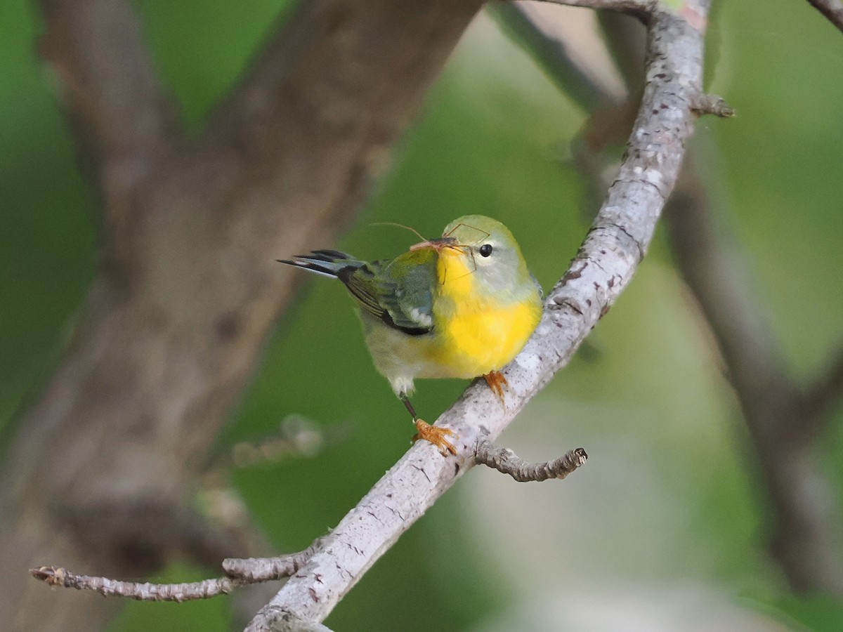Northern Parula - ML623603622