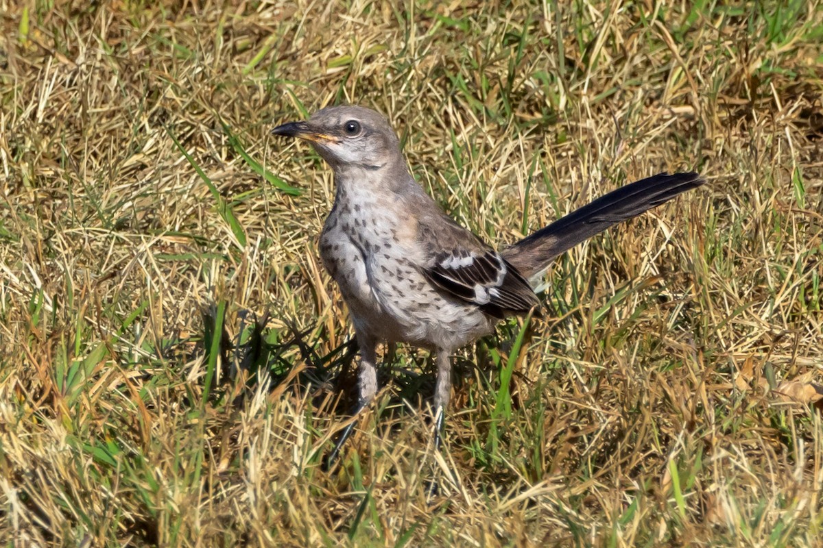 Northern Mockingbird - ML623603634