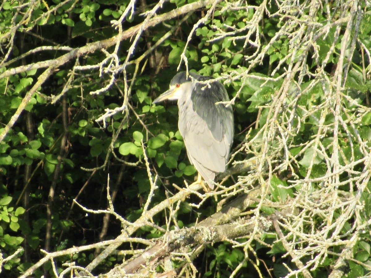 Black-crowned Night Heron - ML623603644