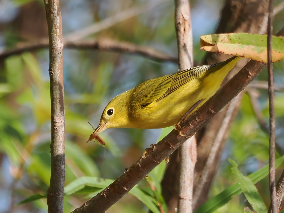 Yellow Warbler - ML623603648