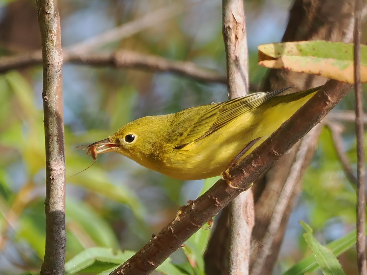 Yellow Warbler - ML623603650