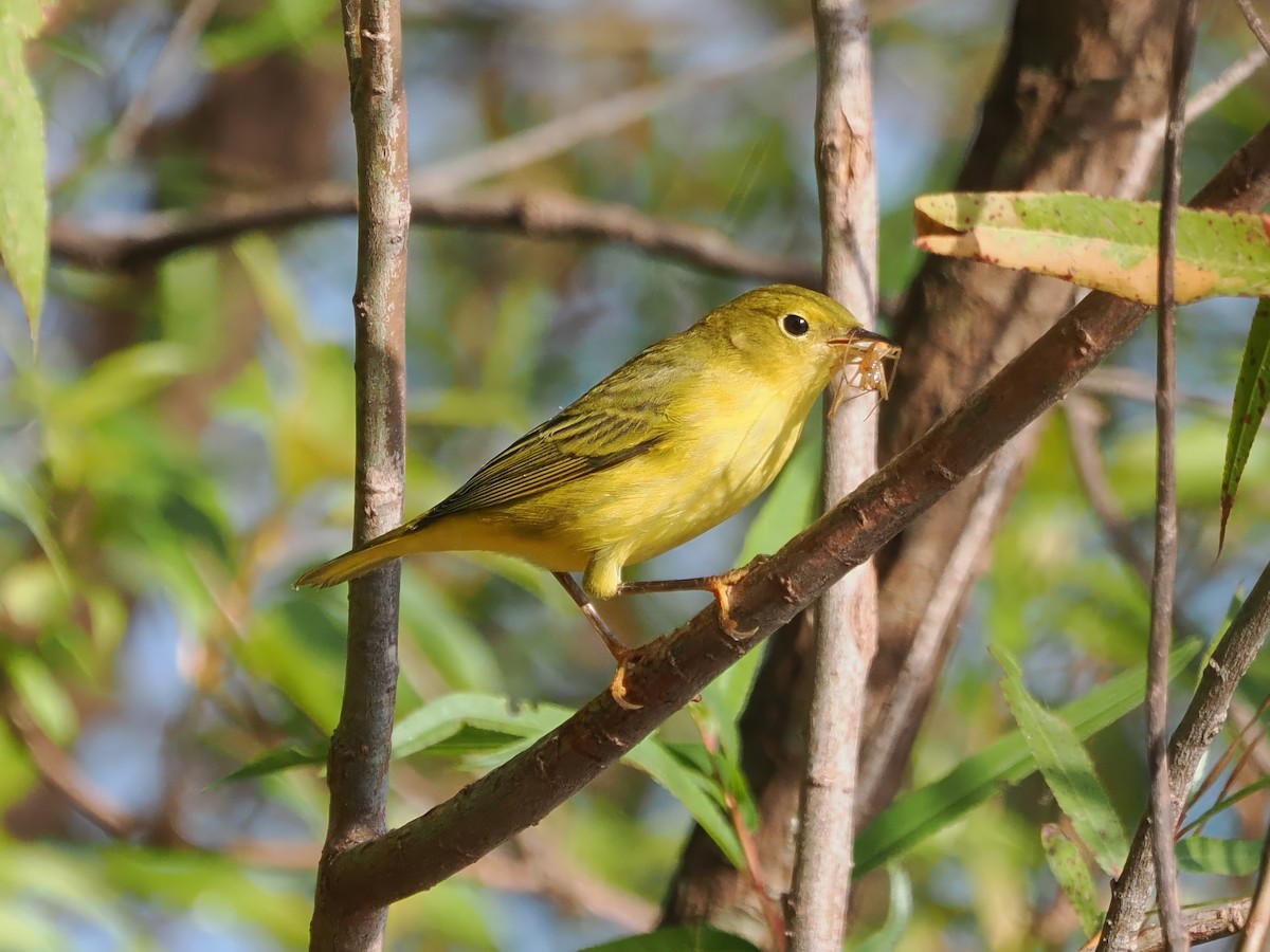 Yellow Warbler - ML623603652