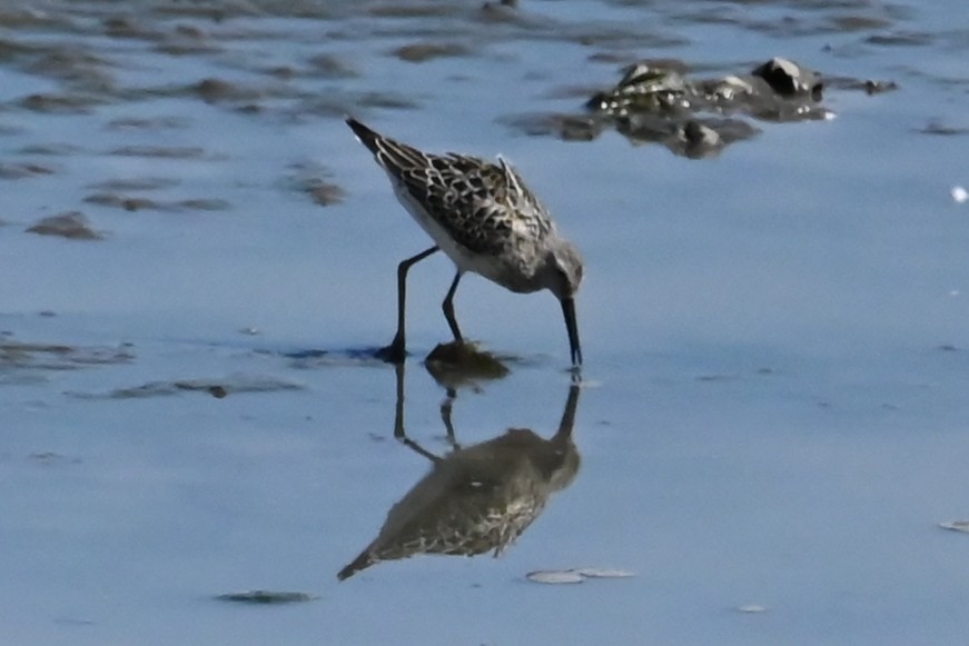 Stilt Sandpiper - Cathy Pasterczyk