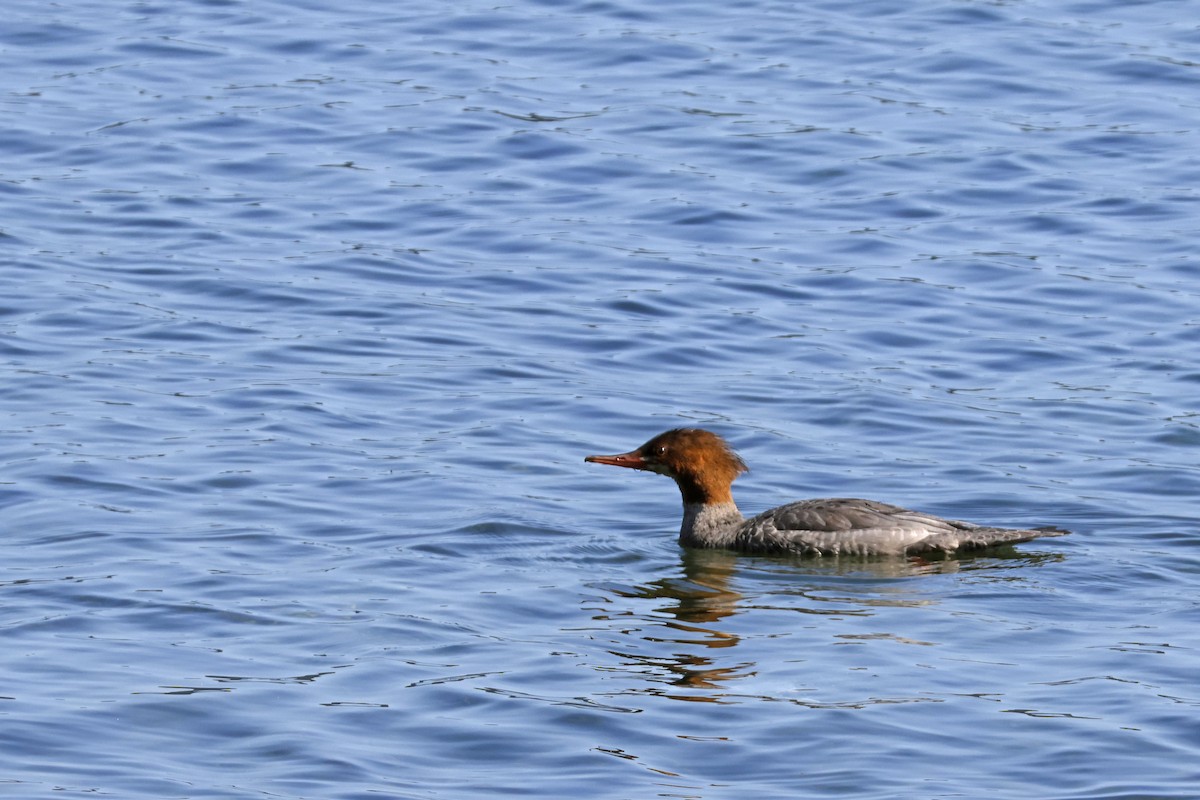 Common Merganser - ML623603661