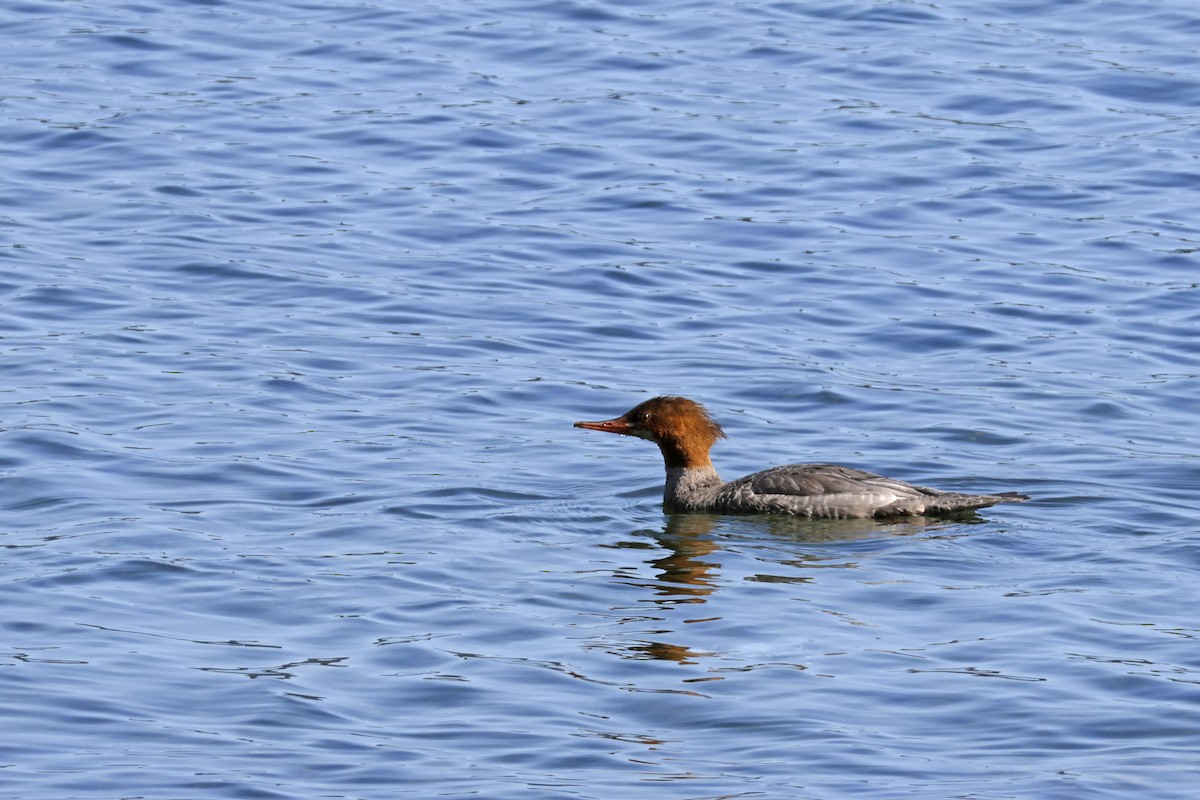 Common Merganser - ML623603663