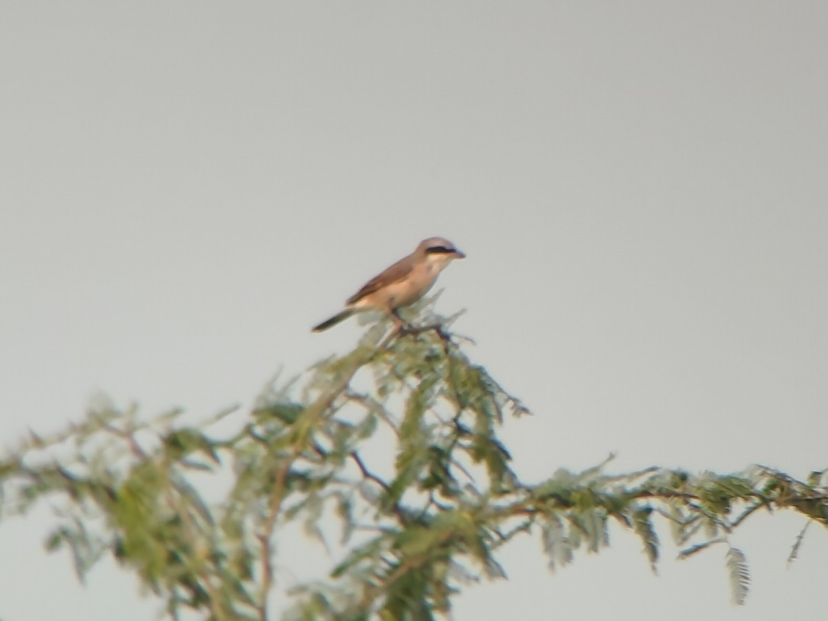 Red-tailed Shrike - ML623603716