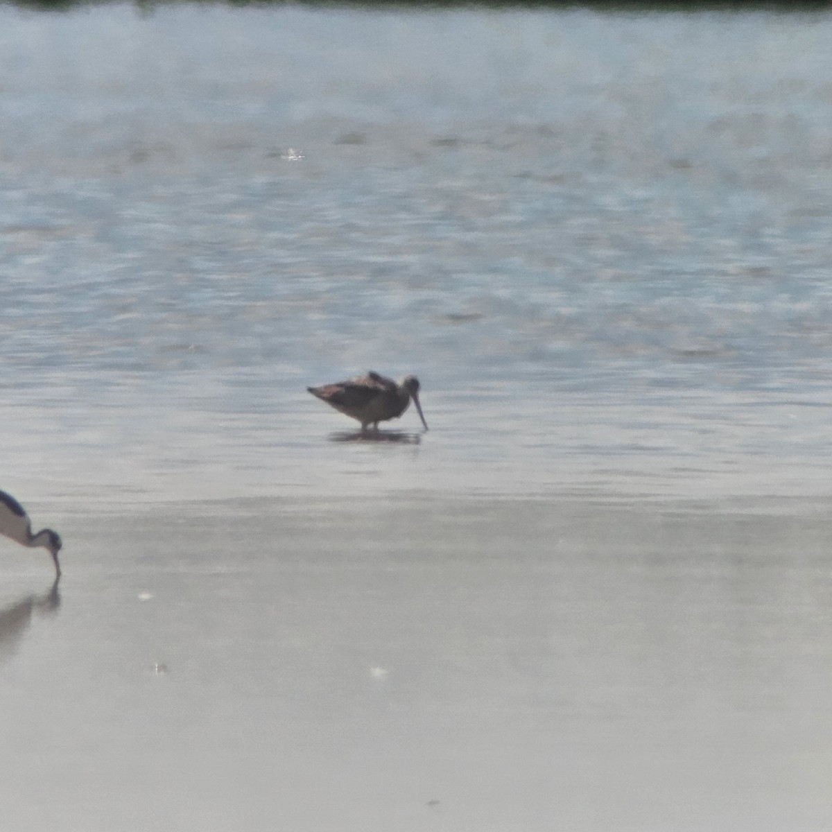 Marbled Godwit - ML623603774