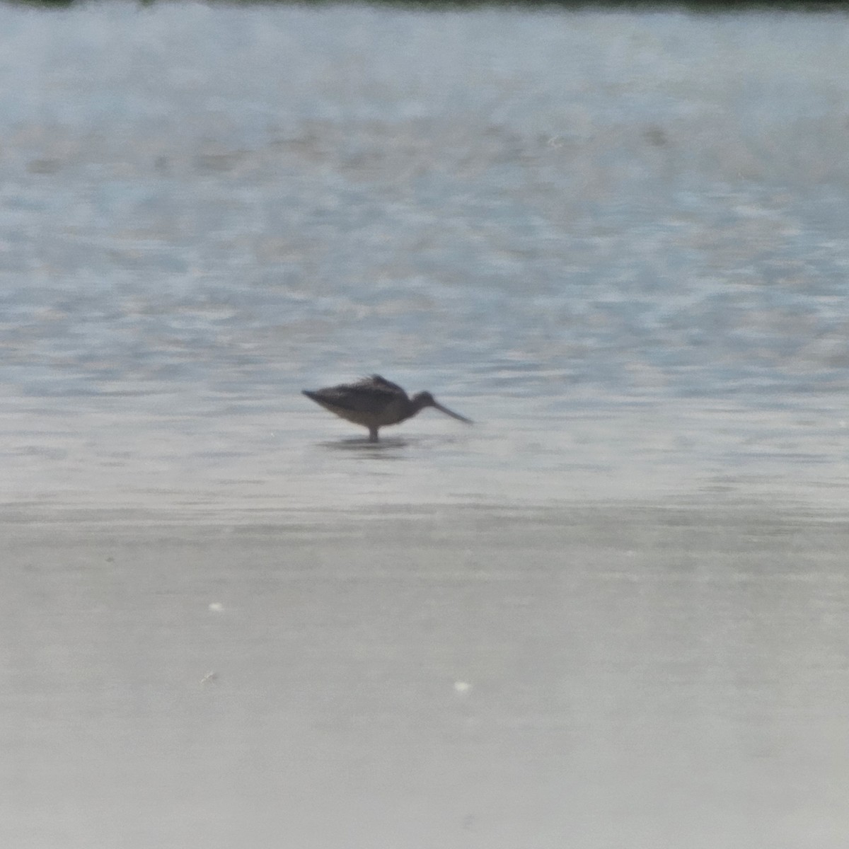 Marbled Godwit - ML623603775