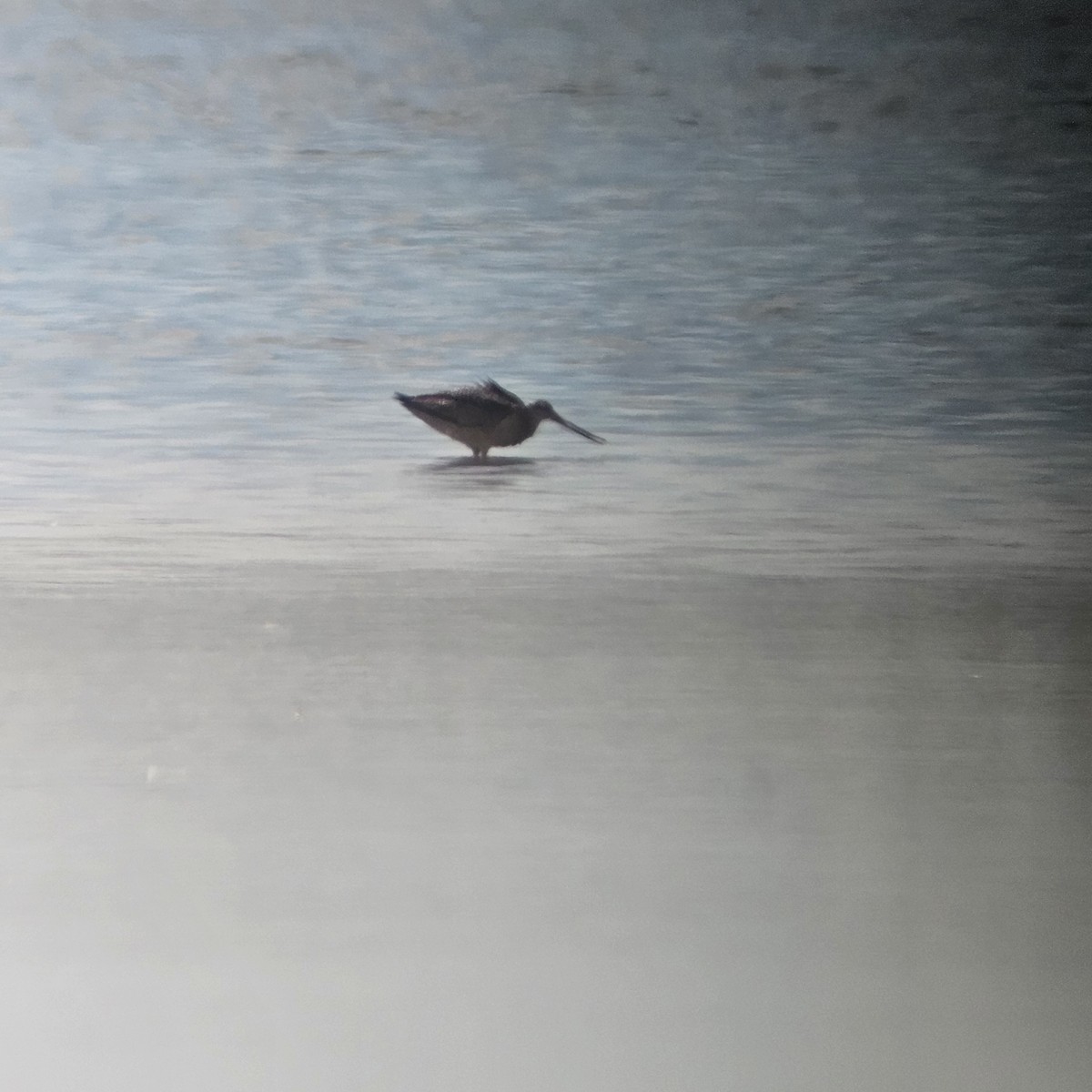 Marbled Godwit - ML623603776