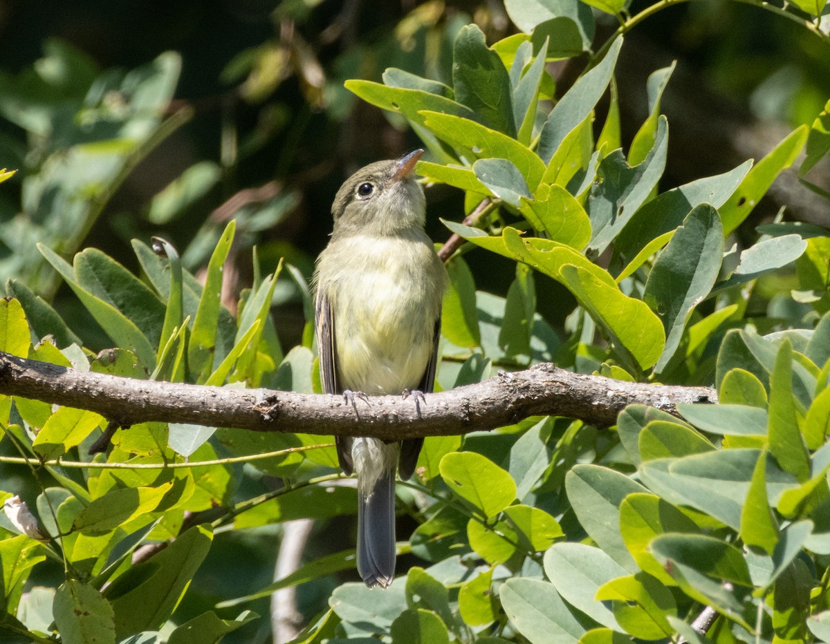 Acadian Flycatcher - ML623603808