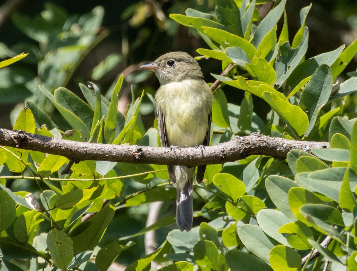 Acadian Flycatcher - ML623603809