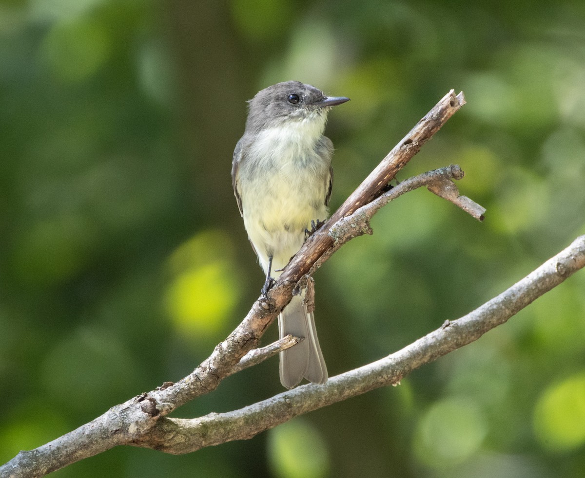 Eastern Phoebe - ML623603816