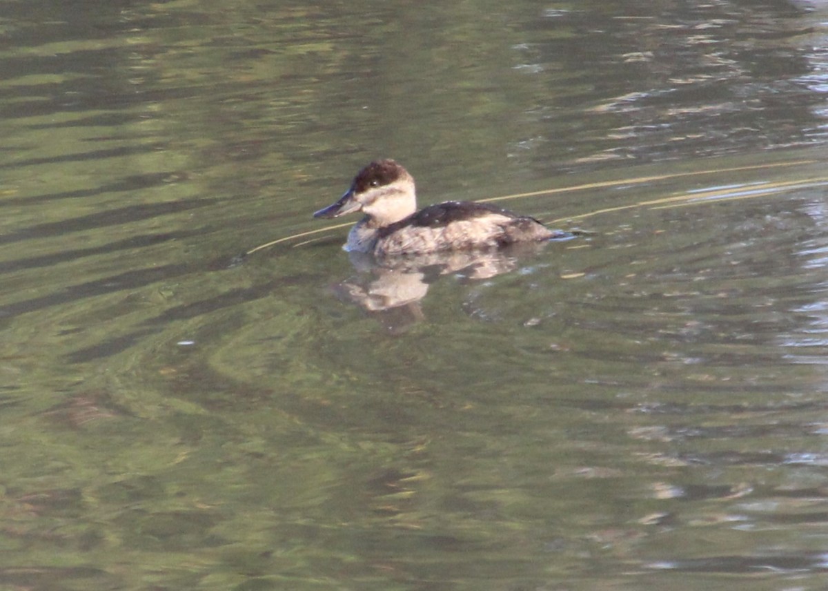 Ruddy Duck - Elaine Cassidy