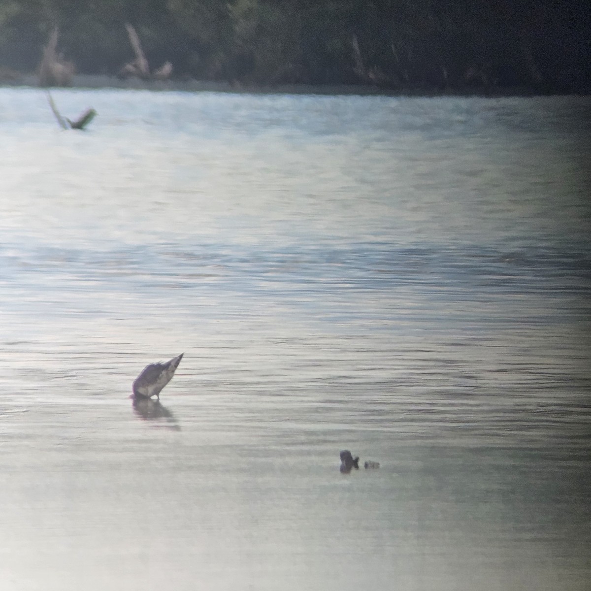 Hudsonian Godwit - ML623603833