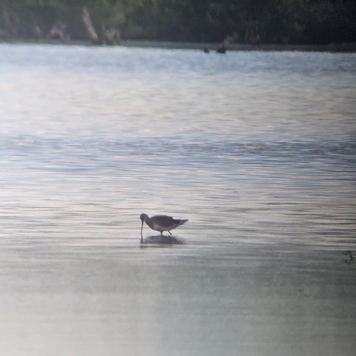 Hudsonian Godwit - ML623603834