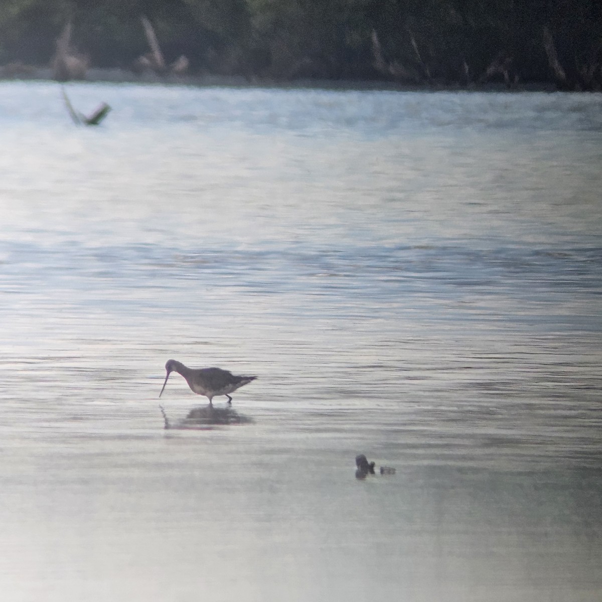 Hudsonian Godwit - ML623603835
