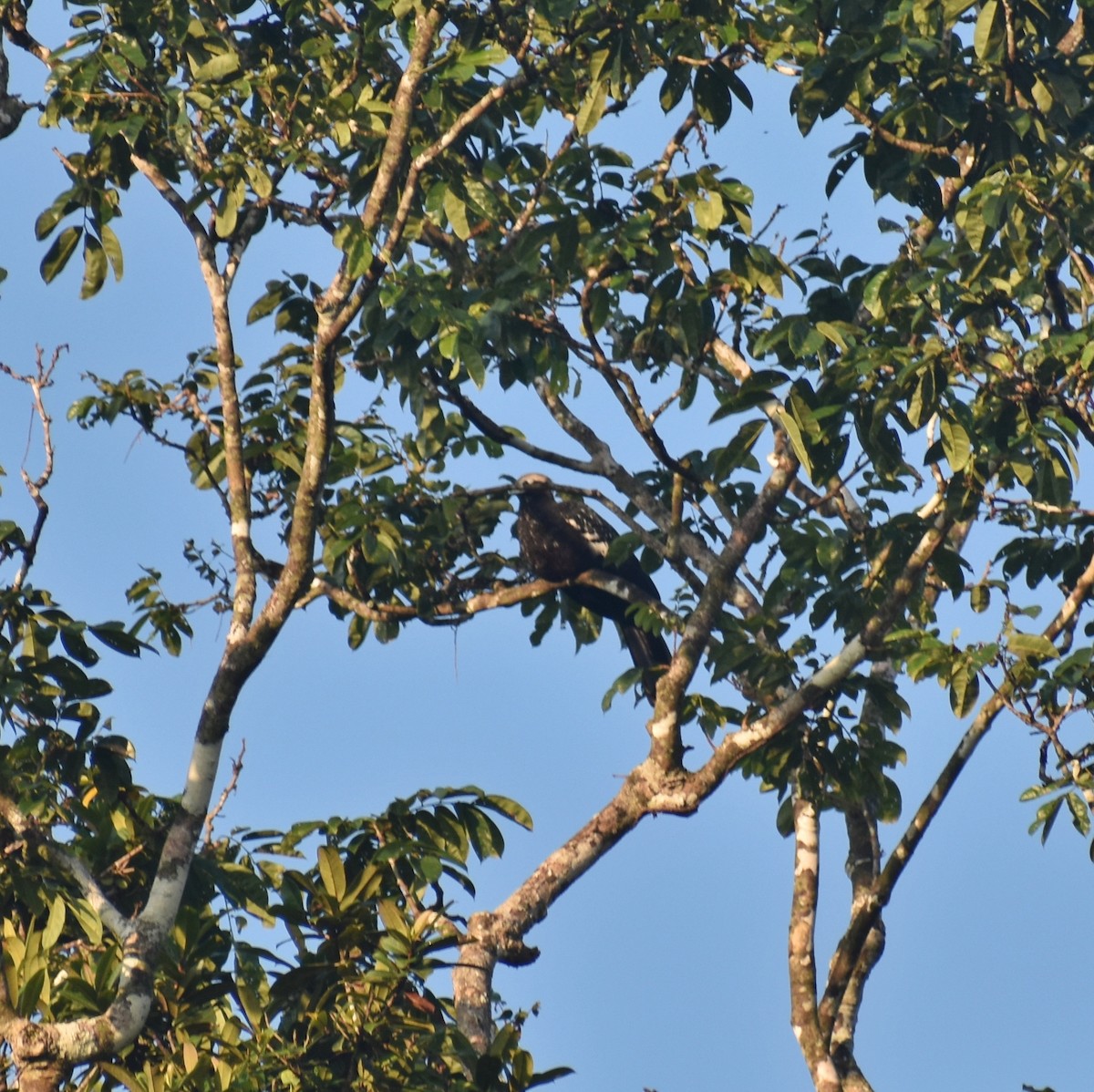 Blue-throated Piping-Guan - ML623603880