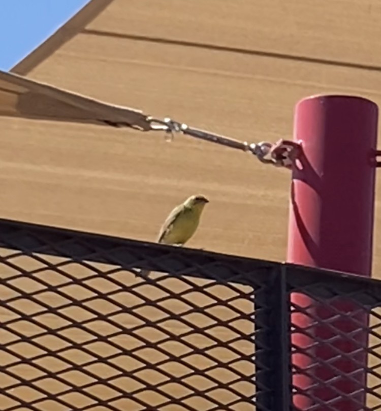 Grassland Yellow-Finch - ML623603889