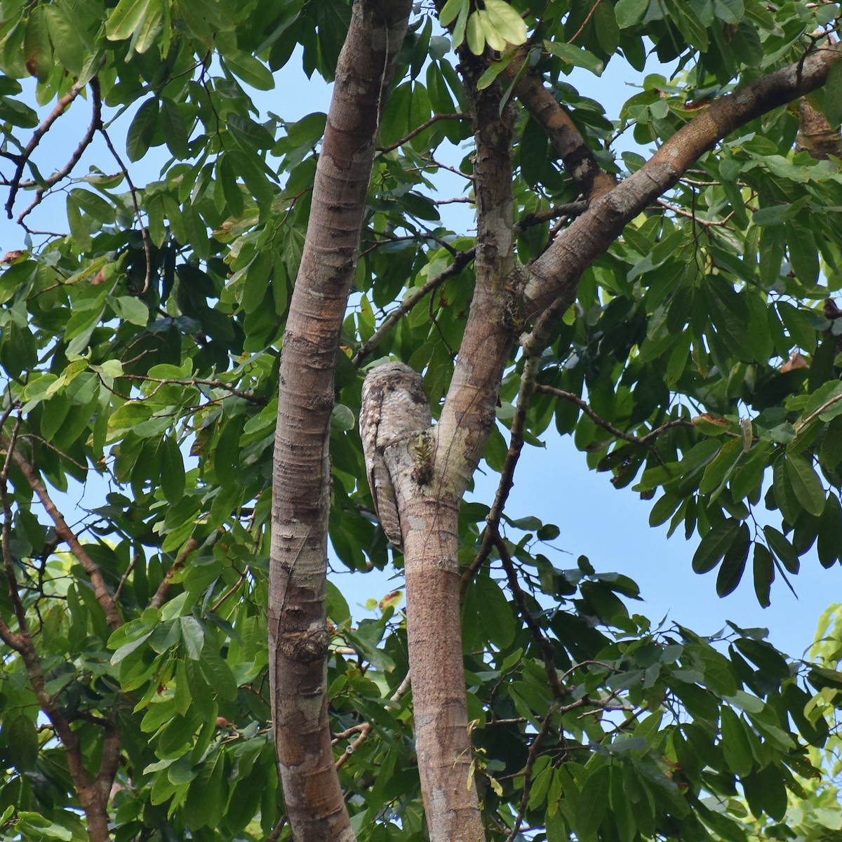 Great Potoo - ML623603904