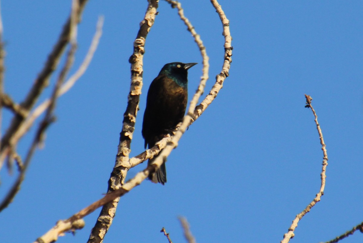 Common Grackle - ML623603925