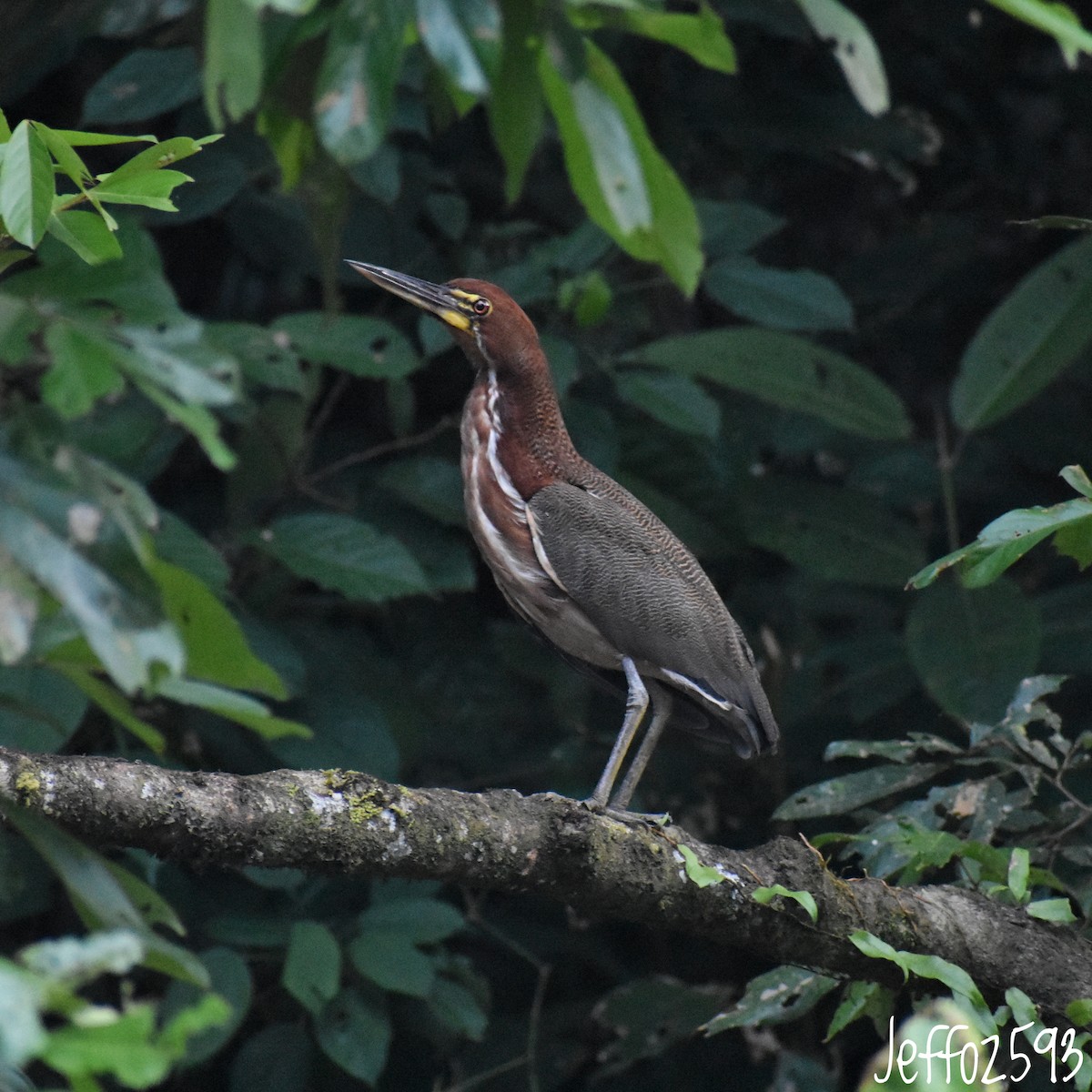 Rufescent Tiger-Heron - ML623603941