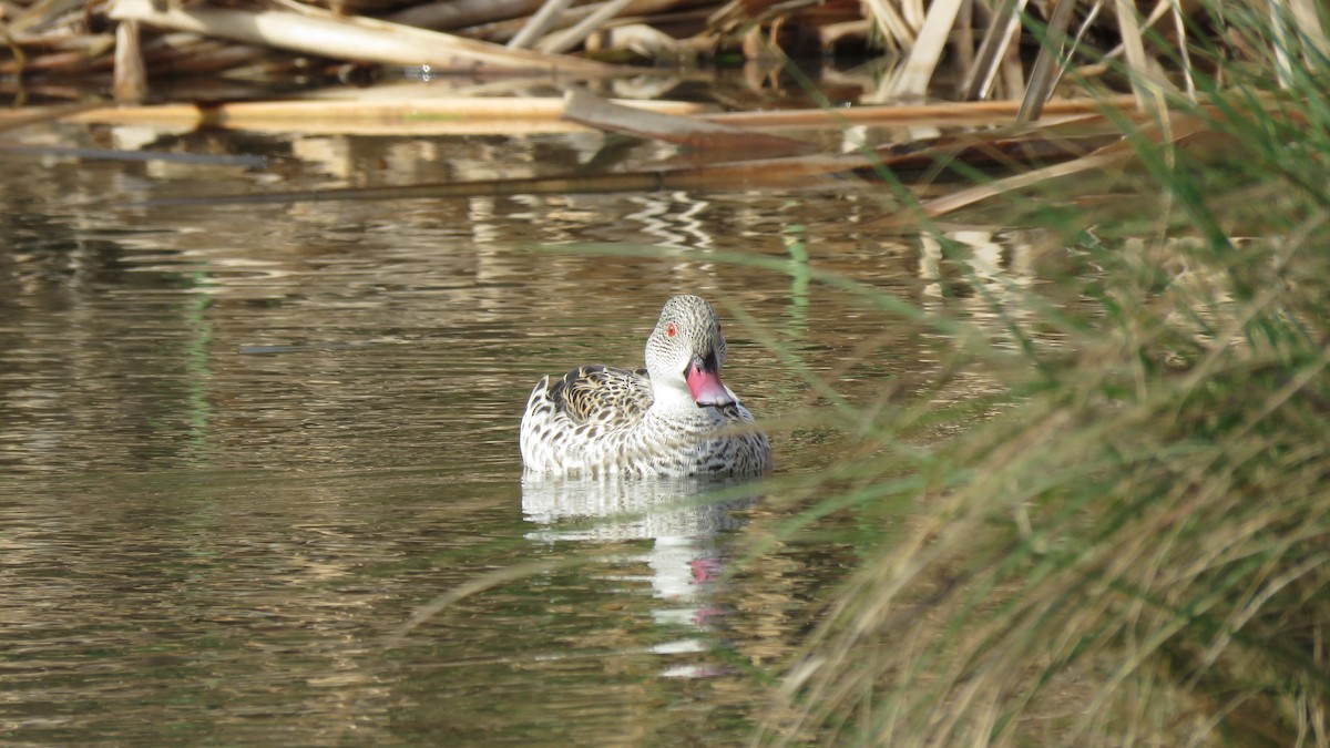 Cape Teal - ML623603942